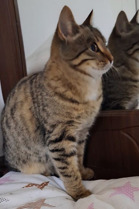 КОТЯТА хотят семью !!!