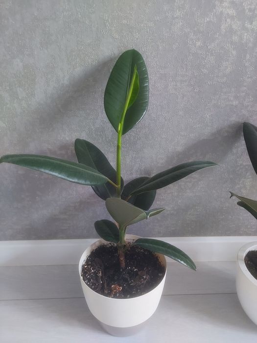 Продам Цветы комнатные ,фикус.