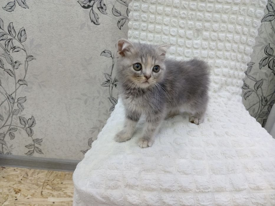 Zoti Fillandiya jghj