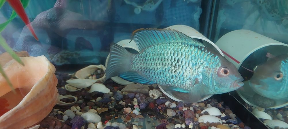 Наннакара голубой неон