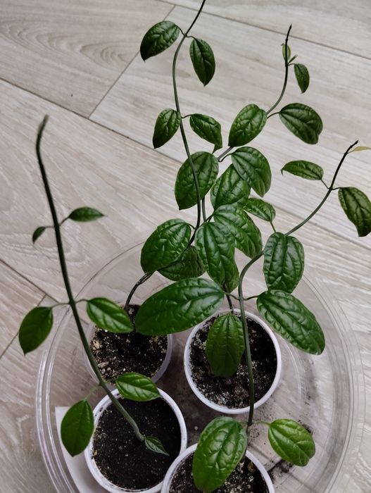 Продам цветок декабрист,клеродендрум Томпсона