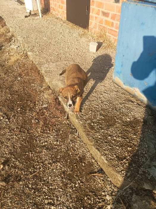 В добрые руки щенки