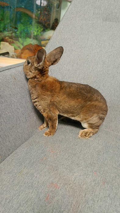 Декоративни зайчета