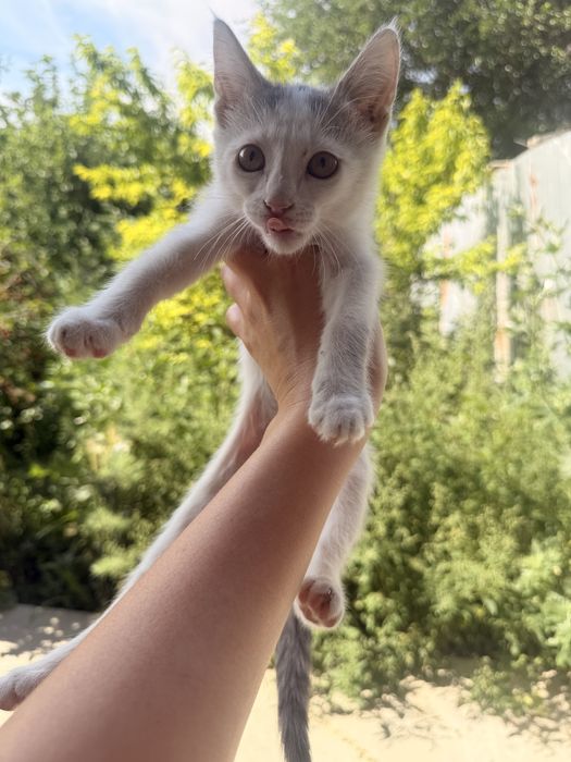 Котенок в добрые руки