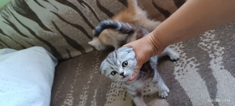 Британские котята