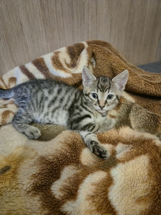 Ofer spre adoptie 3 motani si 1 pisica