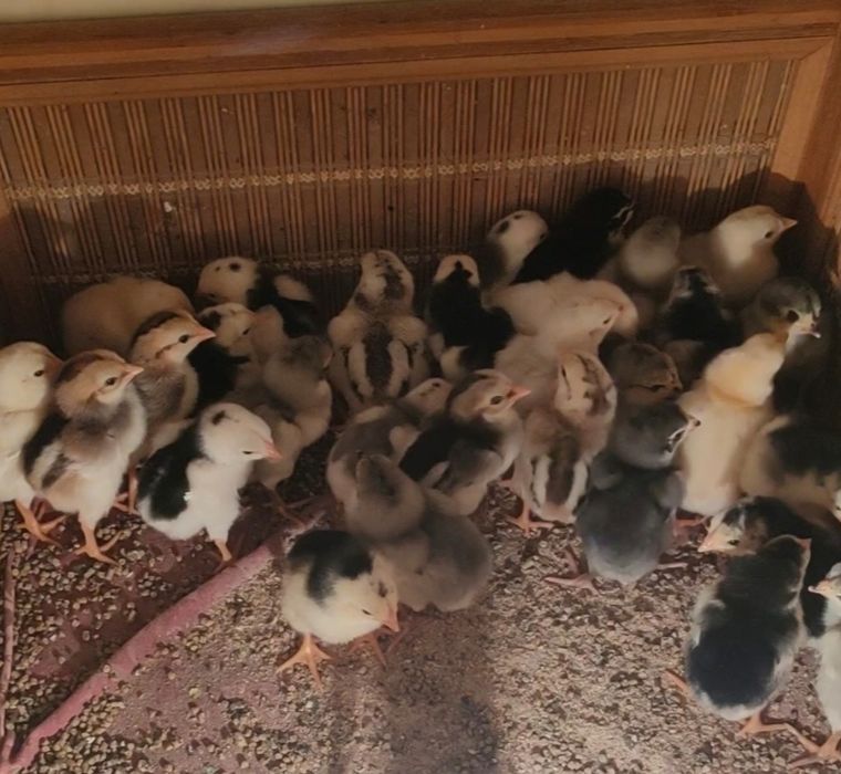 Продам кур о шамо