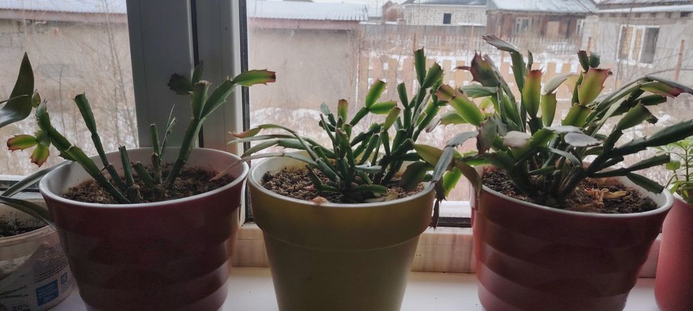 Гүл бар декабрь ски