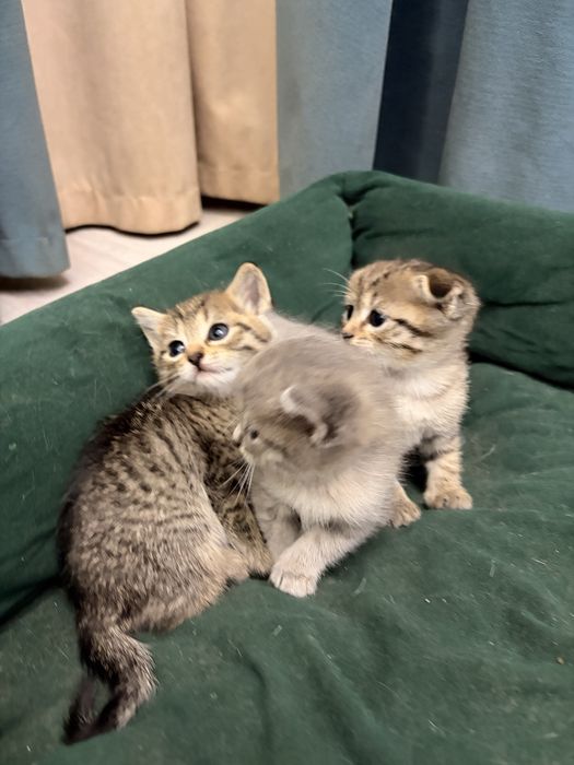 Отдам котят за шоколадку