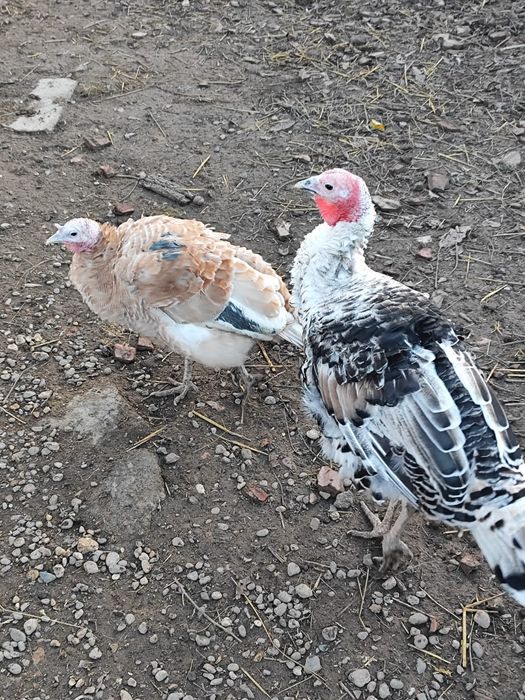 Vând o pereche de tuci(curci)