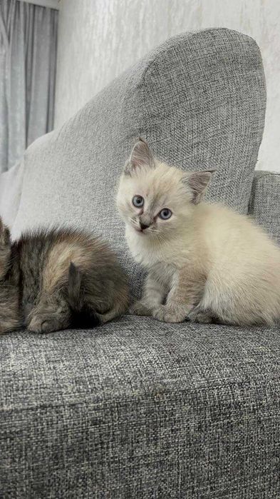 Маленькие котята