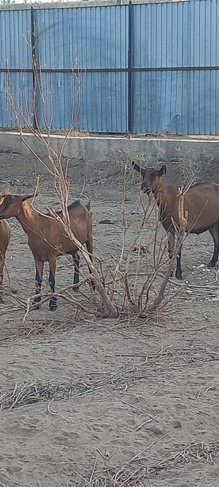 Козы и  козлята.