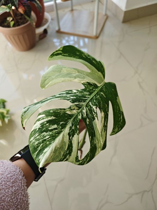 Monstera Albo variegata