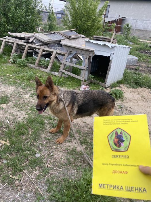 Немецски овчарка