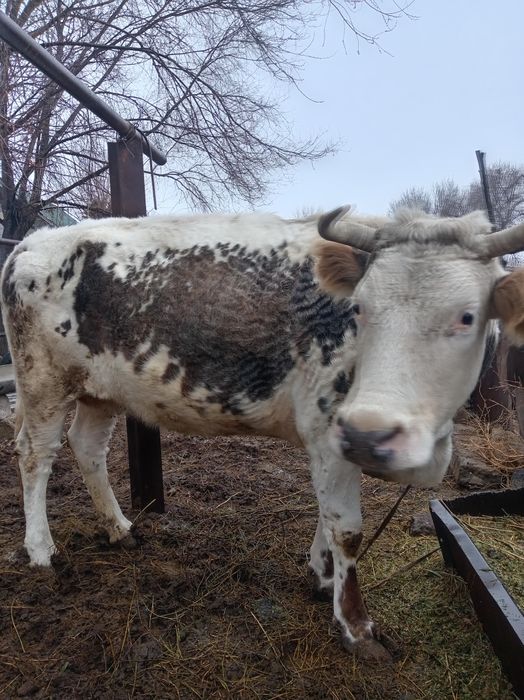 Срочно продам корову жирную