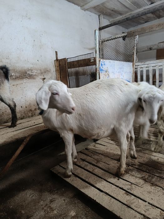 Покрытые высокоудойные козочки