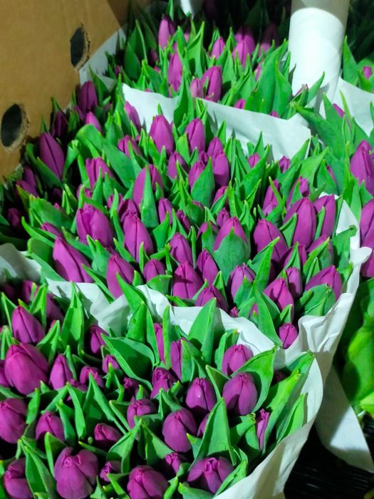 Тюльпаны из Голландии оптом