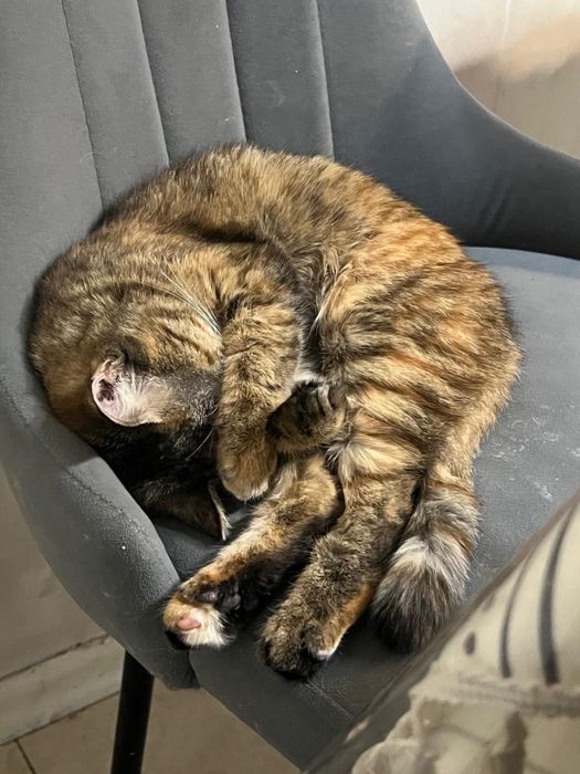 Срочно кошка и два котенка