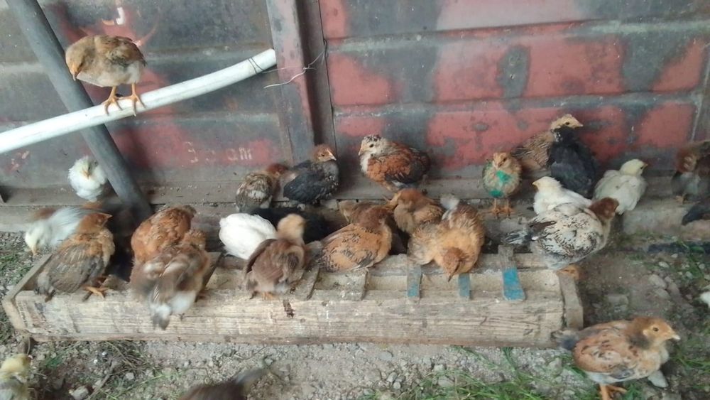 Продам цыплят подросших