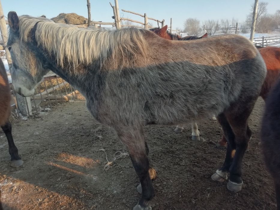 Продам лошадей..