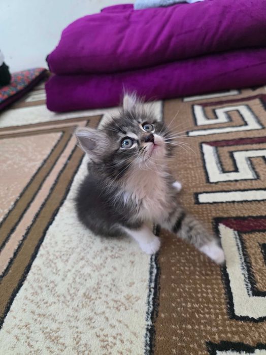 Mushukcha tekinga beriladi. 2 oylik.