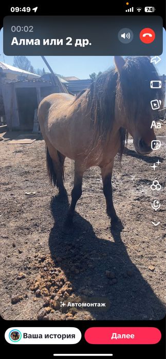 Продаются три жеребца