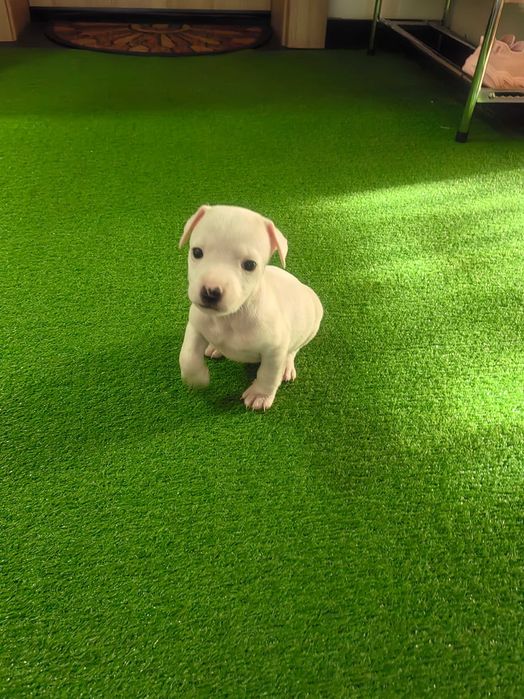 КУЧЕНЦЕ Джак Ръсел