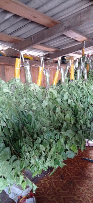 Банные веники береза