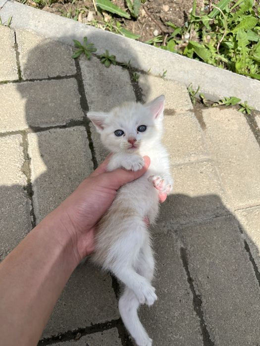 Отдам трех котят в хорошие руки!!
