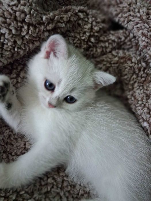Котета Британки