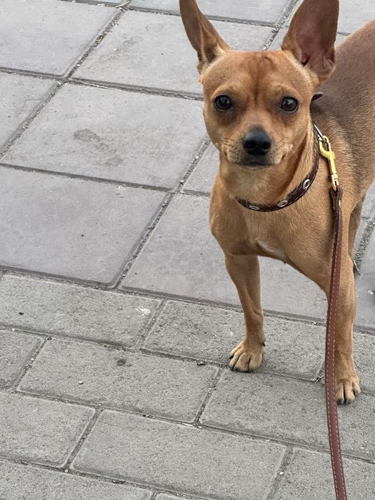 Мальчик ищет девочку