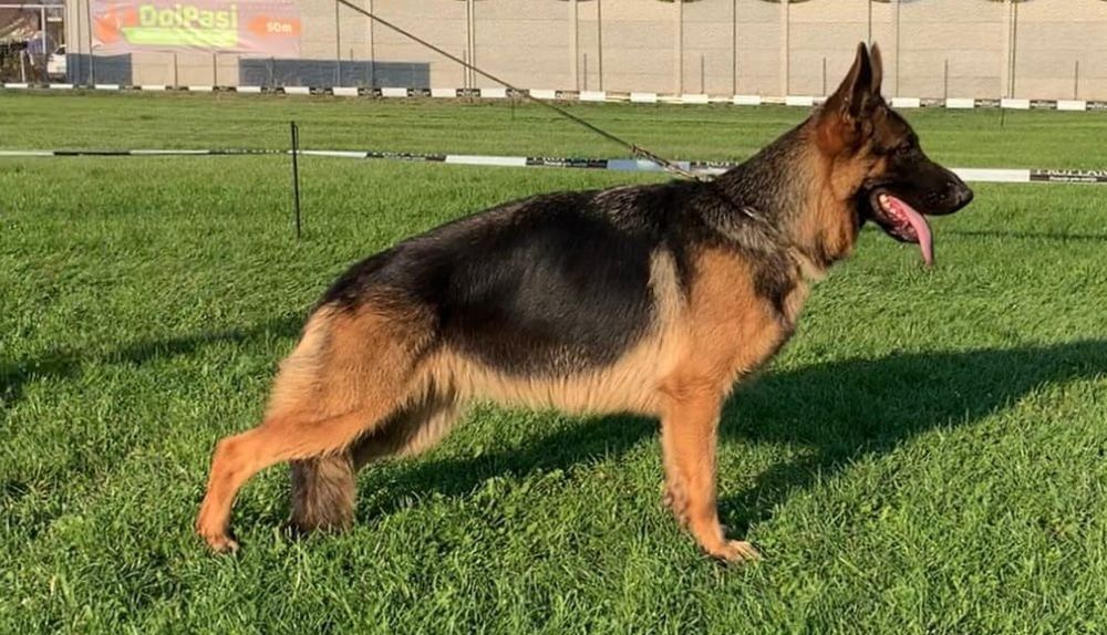 Pui ciobănesc german