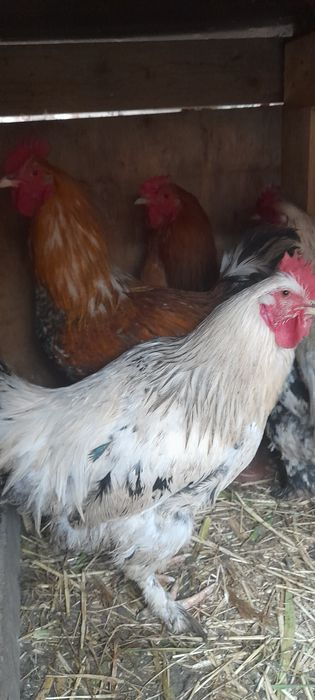 Петухов молодых продаем