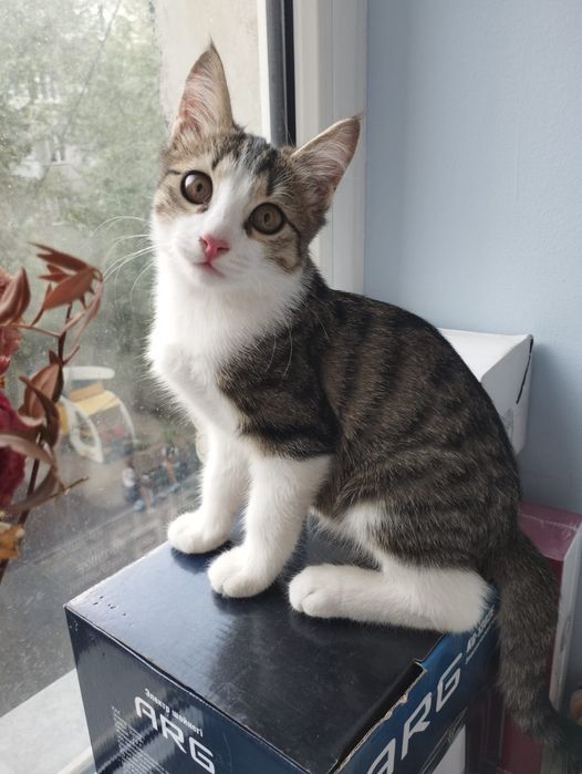 Котёнок ищет дом