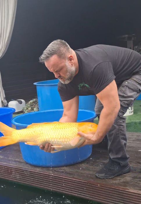 Crapi koi jumbo reproducători
