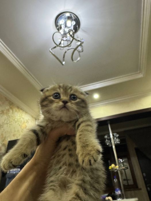 Котята. Британская Шиншилла 1.5 мес.