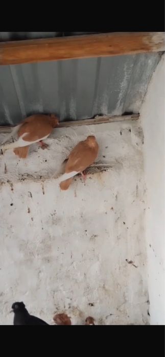 Продам голубей , американцы , кормильцы