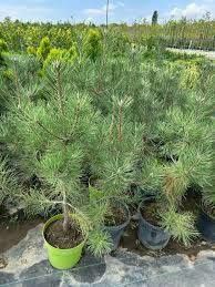 Vand puieti de pini la ghiveci  și  arbori de mătase la ghiveci