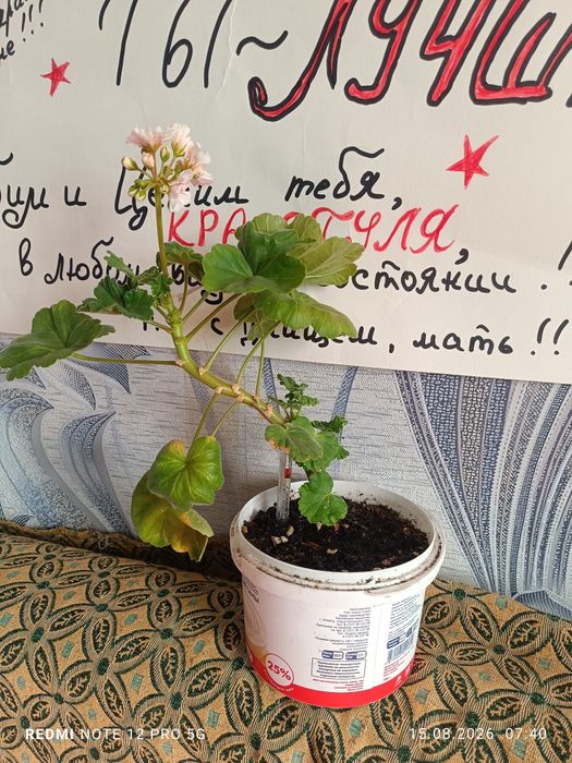 Продам герань...