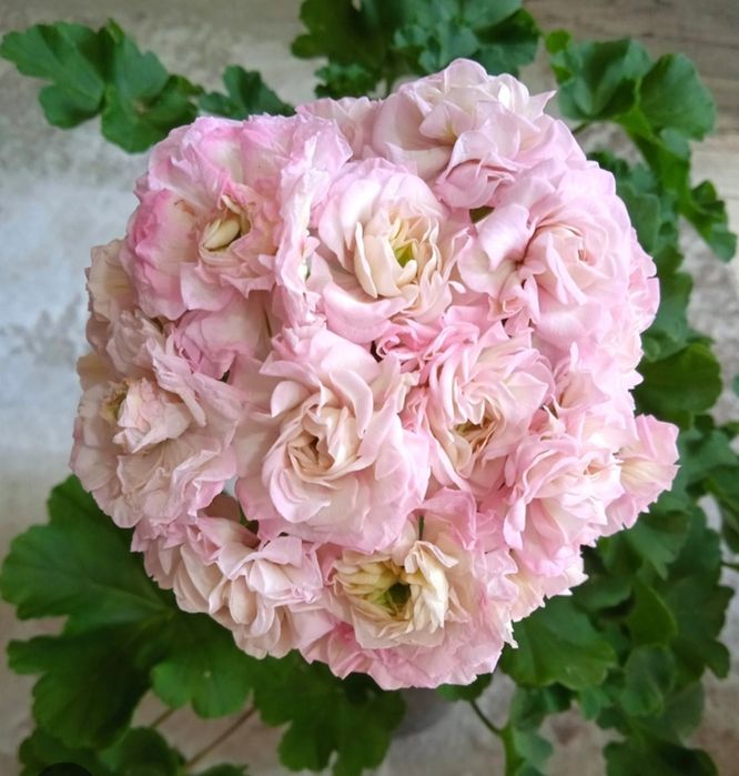 Пеларгония новинка