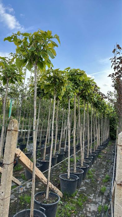 Лавровишна,футиния! Рози,лейланди и смарагд!