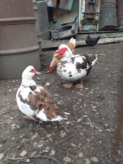 Продаю уток две пары.