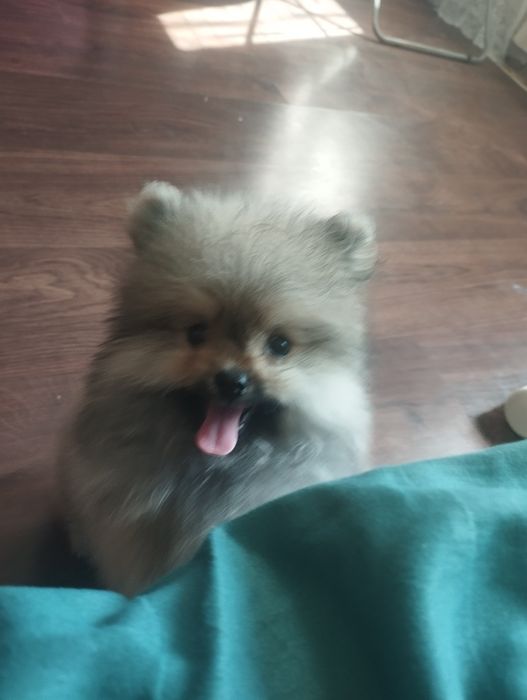 Продам мальчика шпиц с документами 2,5 мес