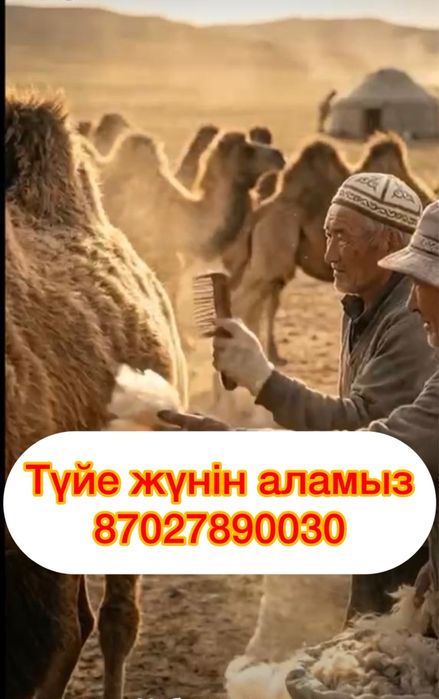 Түйе жүнін қабылдаймз
