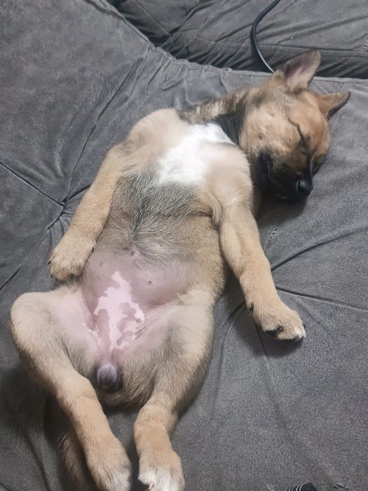 Продам щенка Овчарки бельгийская