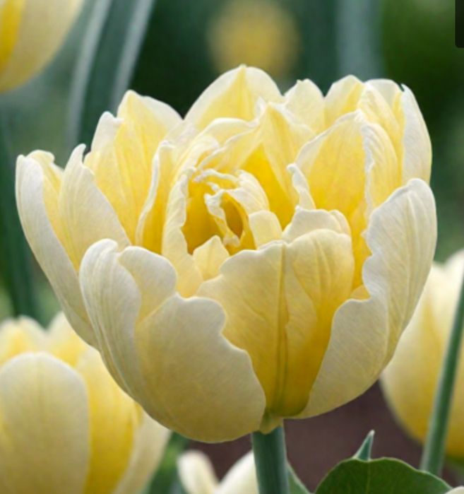 Тюльпаны с теплицы в Караганде. Крупные .