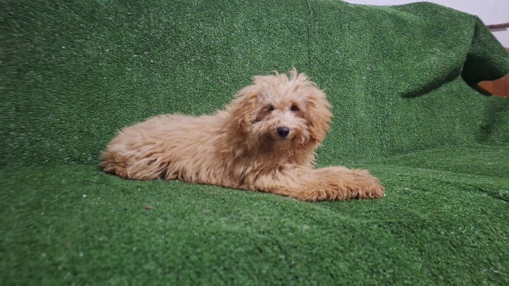 Пудел Той пуделче момиче