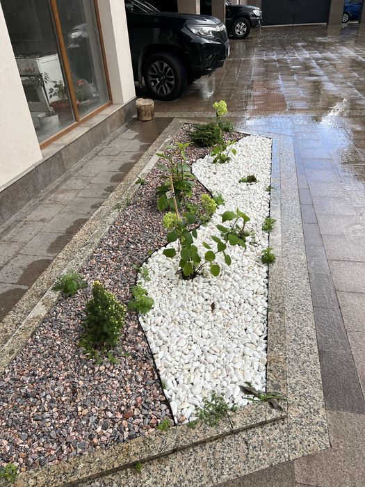 Семена дерн, газон под ключ