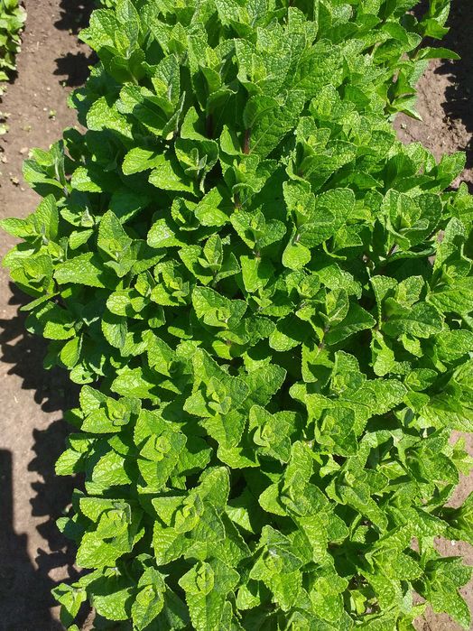 Menta olandeza fresh.