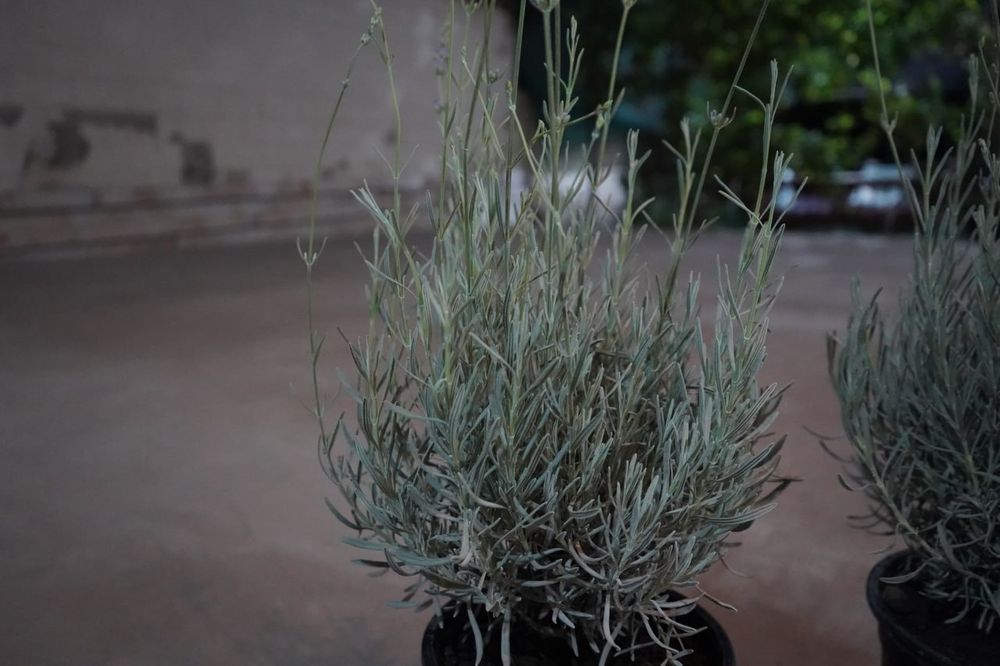 Lavandula angustifolia Лаванда